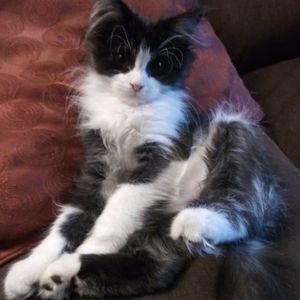 Meet your Posher, Cynthia